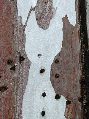 [BILD: Im Eukalyptus-Hain III]